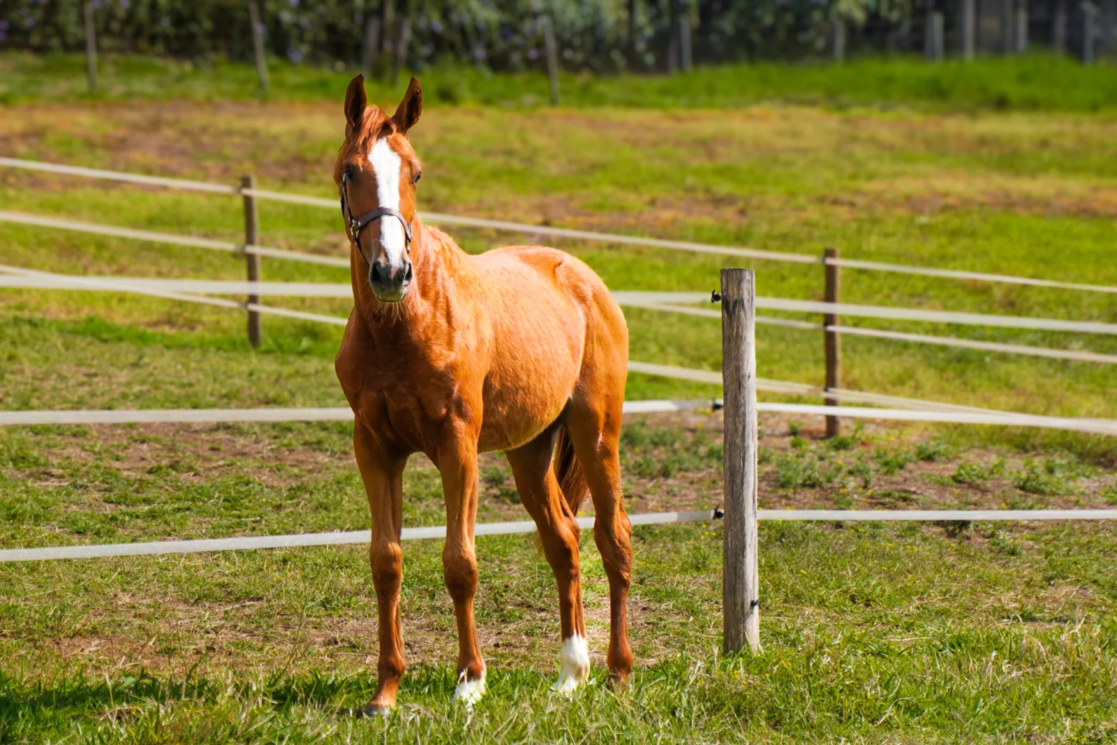 Parceria de sucesso: Stud PB & Haras DC